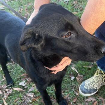 Collie Dogs Available for Adoption in Jena, Louisiana - Lily | PetCurious