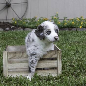 Taz -  Australian Shepherd Dog for Adoption in Dacula, Georgia - Taz | PetCurious