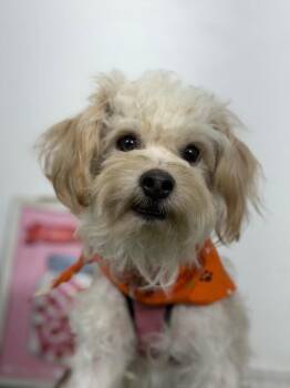 Gabby-One of our Amazing Rescue Dogs -  Maltipoo and Schnoodle Dog for Adoption in Carlsbad, California - Gabby-One Of Our Amazing Rescue Dogs | PetCurious