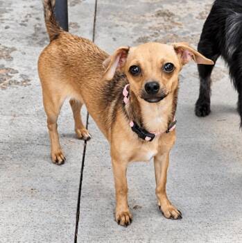 Glinda -  Chihuahua and Mixed Breed Dog for Adoption in Mead, Colorado - Glinda | PetCurious