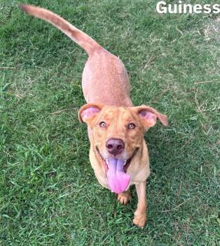 Guiness -  Rhodesian Ridgeback Dog for Adoption in Little Rock, Arkansas - Guiness | PetCurious