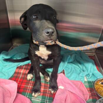 Sasha -  Pit Bull Terrier Dog for Adoption in Morganton, North Carolina - Sasha | PetCurious