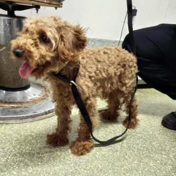 Iris* -  Poodle Dog for Adoption in Eureka, California - Iris* | PetCurious