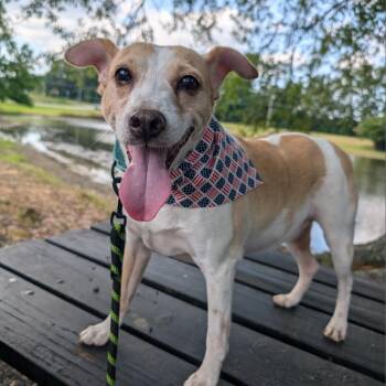 Bailey 09-2852 -  Rat Terrier Dog for Adoption in Covington, Georgia - Bailey 09-2852 | PetCurious