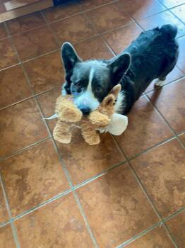 Corgi Dogs Available for Adoption in Denver, Colorado - Wylie | PetCurious