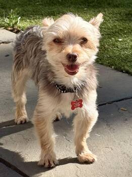 Hersey -  Yorkshire Terrier Dog for Adoption - Hersey | PetCurious