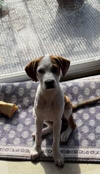Lilly -  Jack Russell Terrier and Beagle Dog for Adoption in Falls Church, Virginia - Lilly | PetCurious
