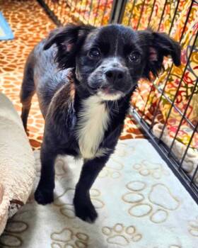 Morty -  Spaniel and Chihuahua Dog for Adoption in Novato, California - Morty | PetCurious