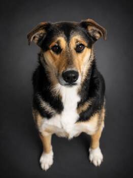 Shayla -  Shepherd and Mixed Breed Dog for Adoption in Bridgewater, New Jersey - Shayla | PetCurious