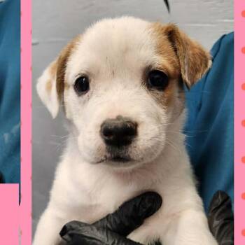 Labrador Retriever and Hound Dogs Available for Adoption in Tylertown, Mississippi - Jacie | PetCurious