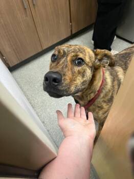 Boxer and Mixed Breed Dogs Available for Adoption in Loveland, Colorado - ACE | PetCurious