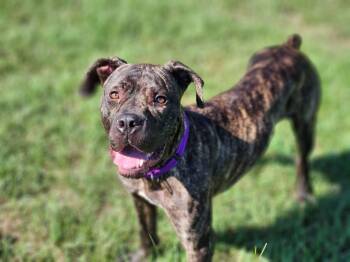 Rescue Cane Corso and American Staffordshire Terrier Dogs for Adoption in Houston, Texas - Annie | PetCurious
