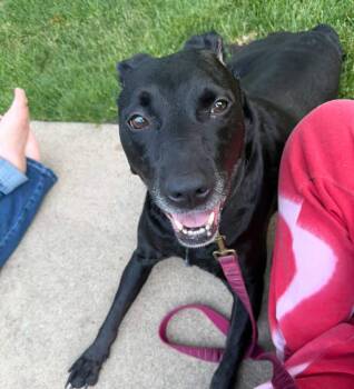 clover -  Black Labrador Retriever Dog for Adoption in Waterloo, Iowa - Clover | PetCurious