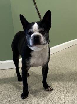Rescue Boston Terrier and Mixed Breed Dogs for Adoption in Harbor Springs, Michigan - Charlie | PetCurious