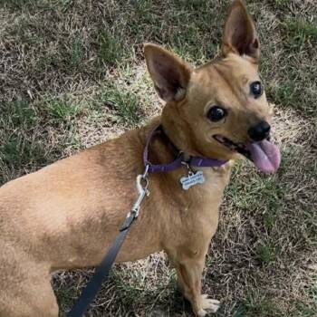 Jack Russell Terrier and Miniature Pinscher Dogs Available for Adoption - Fawn D10881 *Arriving 5/1* | PetCurious