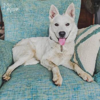 Hoodoo -  Australian Cattle Dog Blue Heeler Dog for Adoption in Spokane, Washington - Hoodoo | PetCurious