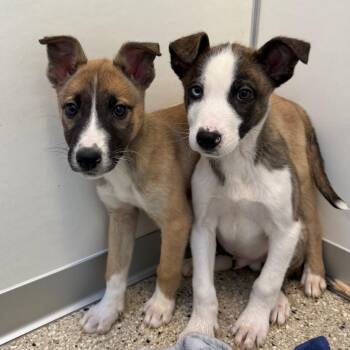 Shepherd and Terrier Dogs Available for Adoption - Betsy | PetCurious