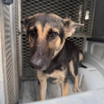 Tapioca -  Shepherd Dog for Adoption in Edinburg, Texas - Tapioca | PetCurious