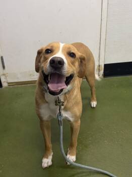 Dawson -  Australian Cattle Dog Blue Heeler Dog for Adoption in Fruit Heights, Utah - Dawson | PetCurious