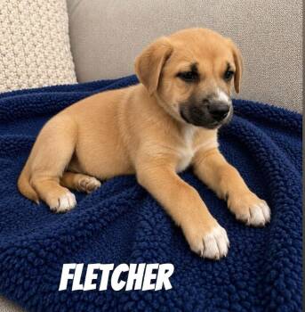 Fletcher SS in MS -  Mixed Breed Dog for Adoption in Warwick, Rhode Island - Fletcher SS In MS | PetCurious