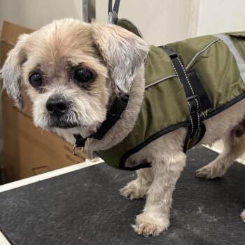 Lhasa Apso Dogs Available for Adoption - Louis | PetCurious