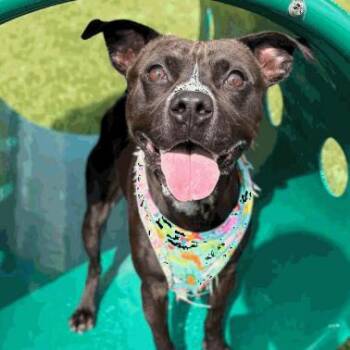 Daniel -  Pit Bull Terrier Dog for Adoption in Indianapolis, Indiana - Daniel | PetCurious