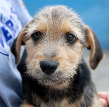 Benedict (AO37667) -  Labrador Retriever Dog for Adoption in Kansas City, Kansas - Benedict (AO37667) | PetCurious