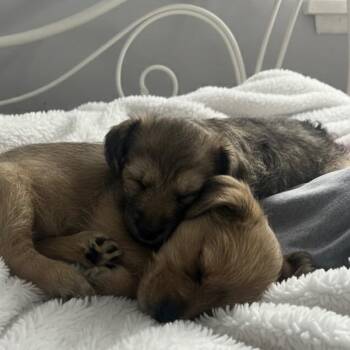 Border Terrier and Maltese Dogs Available for Adoption - Lina | PetCurious