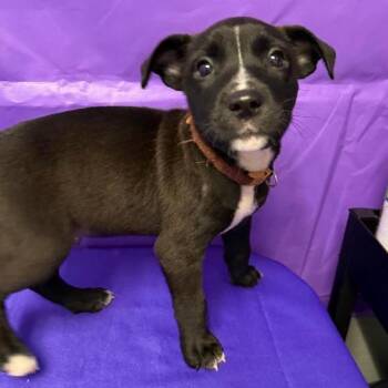 Bandana -  Labrador Retriever and Mixed Breed Dog Available for Adoption in North Myrtle Beach, South Carolina - Bandana | PetCurious