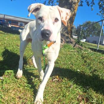 Rescue Mixed Breed Dogs for Adoption in Cape Girardeau, Missouri - Annabelle | PetCurious