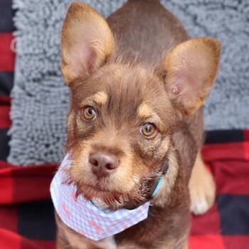 Terrier Dogs Available for Adoption - Gizmo | PetCurious