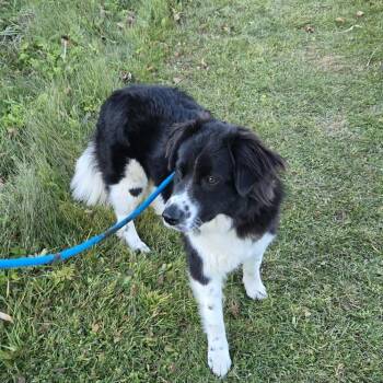 Rescue Great Pyrenees and Shepherd Dogs for Adoption in Park Falls, Wisconsin - Pixie | PetCurious