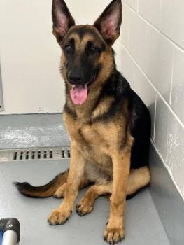 A383586 -  German Shepherd Dog Dog for Adoption in Ocala, Florida - A383586 | PetCurious