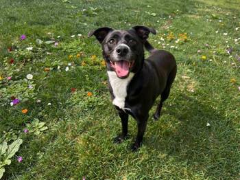 Hatchie -  Terrier and Mixed Breed Dog for Adoption in Sebastian, Florida - Hatchie | PetCurious