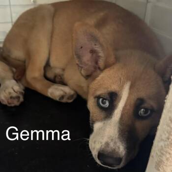 Husky Dogs Available for Adoption - Gemma | PetCurious