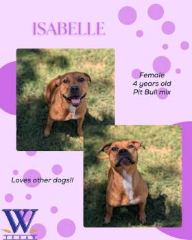 Isabelle -  Pit Bull Terrier Dog for Adoption in Watauga, Texas - Isabelle | PetCurious