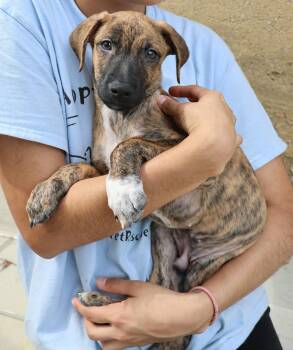 Rescue Plott Hound Dogs for Adoption in Harrison, New York - Seven | PetCurious