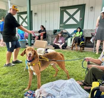 Rollo 3 -  Redbone Coonhound Dog for Adoption in Providence Forge, Virginia - Rollo 3 | PetCurious