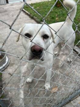 Mixed Breed Dogs Available for Adoption - KURT | PetCurious