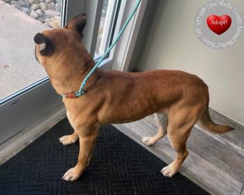 Bud Yrly 412 -  Pit Bull Terrier Dog for Adoption in Sidney, Ohio - Bud Yrly 412 | PetCurious
