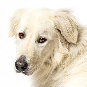 Elizalde -  Great Pyrenees Dog for Adoption in Lakehead, California - Elizalde | PetCurious