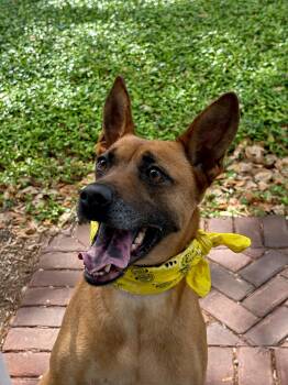 MARY LOU -  Mixed Breed and Belgian Shepherd Malinois Dog for Adoption - MARY LOU | PetCurious