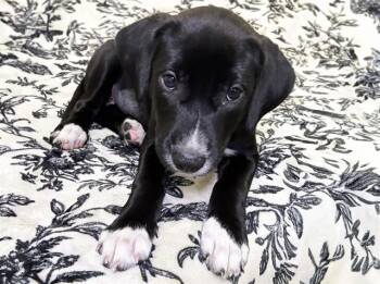 MABLE -  Australian Shepherd and Pit Bull Terrier Dog for Adoption in Fort Lauderdale, Florida - MABLE | PetCurious
