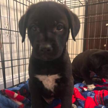 Ford Farm -  Mixed Breed Dog for Adoption in Savannah, Georgia - Ford Farm | PetCurious