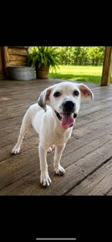 Chester -  Mixed Breed Dog for Adoption - Chester | PetCurious