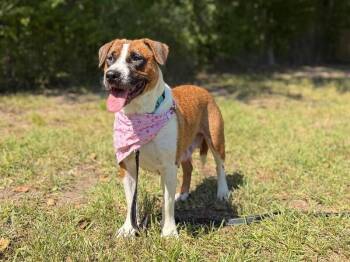 Kiddy Princess Peach Ark -  Staffordshire Bull Terrier and Pit Bull Terrier Dog for Adoption in Friendswood, Texas - Kiddy Princess Peach Ark | PetCurious