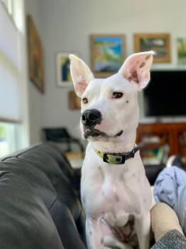 Rescue American Staffordshire Terrier Dogs for Adoption in Sealy, Texas - Betty White | PetCurious