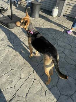 Shepherd Dogs Available for Adoption - Rose | PetCurious