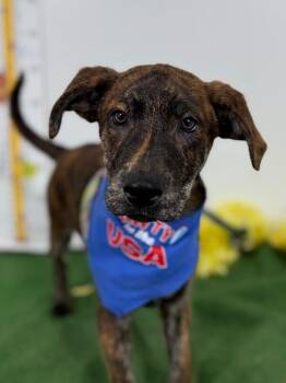 Mountain Cur and Labrador Retriever Dogs Available for Adoption in Carlsbad, California - Skittles | PetCurious