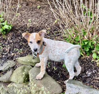 Australian Cattle Dog Blue Heeler Dogs Available for Adoption in Wanaque, New Jersey - Willie And Waylon | PetCurious